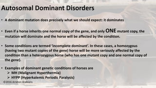 ©2016 Arreton Arabians
Autosomal Dominant Disorders
• A dominant mutation does precisely what we should expect: it dominates
• Even if a horse inherits one normal copy of the gene, and only ONEmutant copy, the
mutation will dominate and the horse will be affected by the condition.
• Some conditions are termed ‘incomplete dominant’. In these cases, a homozygous
(having two mutant copies of the gene) horse will be more seriously affected by the
condition than a heterozygous horse (who has one mutant copy and one normal copy of
the gene).
• Examples of dominant genetic conditions of horses are
 MH (Malignant Hyperthermia)
 HYPP (Hyperkalemic Periodic Paralysis)
 