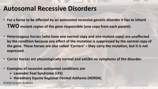 ©2016 Arreton Arabians
Autosomal Recessive Disorders
• For a horse to be affected by an autosomal recessive genetic disorder it has to inherit
TWO mutant copies of the gene responsible (one copy from each parent).
• Heterozygous horses (who have one normal copy and one mutant copy) are unaffected
by the condition because any effect of the mutation is suppressed by the normal copy of
the gene. These horses are also called ‘Carriers’ – they carry the mutation, but it is not
expressed.
• Carrier horses are physiologically normal and exhibit no symptoms of the disorder.
• Examples of recessive autosomal conditions are
 Lavender Foal Syndrome (LFS)
 Hereditary Equine Regional Dermal Asthenia (HERDA)
 