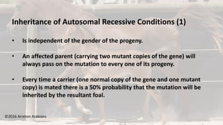 ©2016 Arreton Arabians
Inheritance of Autosomal Recessive Conditions (1)
• Is independent of the gender of the progeny.
• An affected parent (carrying two mutant copies of the gene) will
always pass on the mutation to every one of its progeny.
• Every time a carrier (one normal copy of the gene and one mutant
copy) is mated there is a 50% probability that the mutation will be
inherited by the resultant foal.
 
