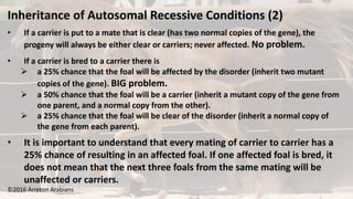 ©2016 Arreton Arabians
Inheritance of Autosomal Recessive Conditions (2)
• If a carrier is put to a mate that is clear (has two normal copies of the gene), the
progeny will always be either clear or carriers; never affected. No problem.
• If a carrier is bred to a carrier there is
 a 25% chance that the foal will be affected by the disorder (inherit two mutant
copies of the gene). BIG problem.
 a 50% chance that the foal will be a carrier (inherit a mutant copy of the gene from
one parent, and a normal copy from the other).
 a 25% chance that the foal will be clear of the disorder (inherit a normal copy of
the gene from each parent).
• It is important to understand that every mating of carrier to carrier has a
25% chance of resulting in an affected foal. If one affected foal is bred, it
does not mean that the next three foals from the same mating will be
unaffected or carriers.
 