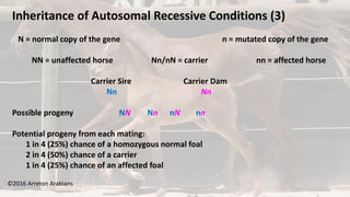 ©2016 Arreton Arabians
Inheritance of Autosomal Recessive Conditions (3)
N = normal copy of the gene n = mutated copy of the gene
NN = unaffected horse Nn/nN = carrier nn = affected horse
Carrier Sire Carrier Dam
Nn Nn
Possible progeny NN Nn nN nn
Potential progeny from each mating:
1 in 4 (25%) chance of a homozygous normal foal
2 in 4 (50%) chance of a carrier
1 in 4 (25%) chance of an affected foal
 