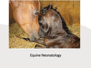 Equine Neonatology
 