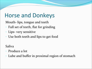 Horse and Donkeys
Mouth- lips, tongue and teeth
- Full set of teeth, flat for grinding
- Lips- very sensitive
- Use both teeth and lips to get food
Saliva
- Produce a lot
- Lube and buffer in proximal region of stomach
 