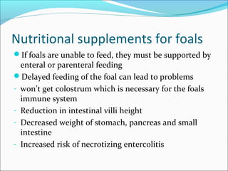 Nutritional supplements for foals
If foals are unable to feed, they must be supported by
enteral or parenteral feeding
Delayed feeding of the foal can lead to problems
- won’t get colostrum which is necessary for the foals
immune system
- Reduction in intestinal villi height
- Decreased weight of stomach, pancreas and small
intestine
- Increased risk of necrotizing entercolitis
 