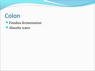 Colon
Finishes fermentation
Absorbs water
 