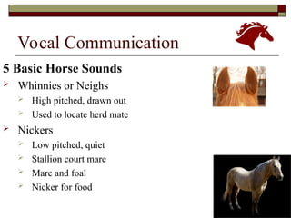 Nickered Understanding Horse Psychology: Behavior, Senses, and Communication | PPT