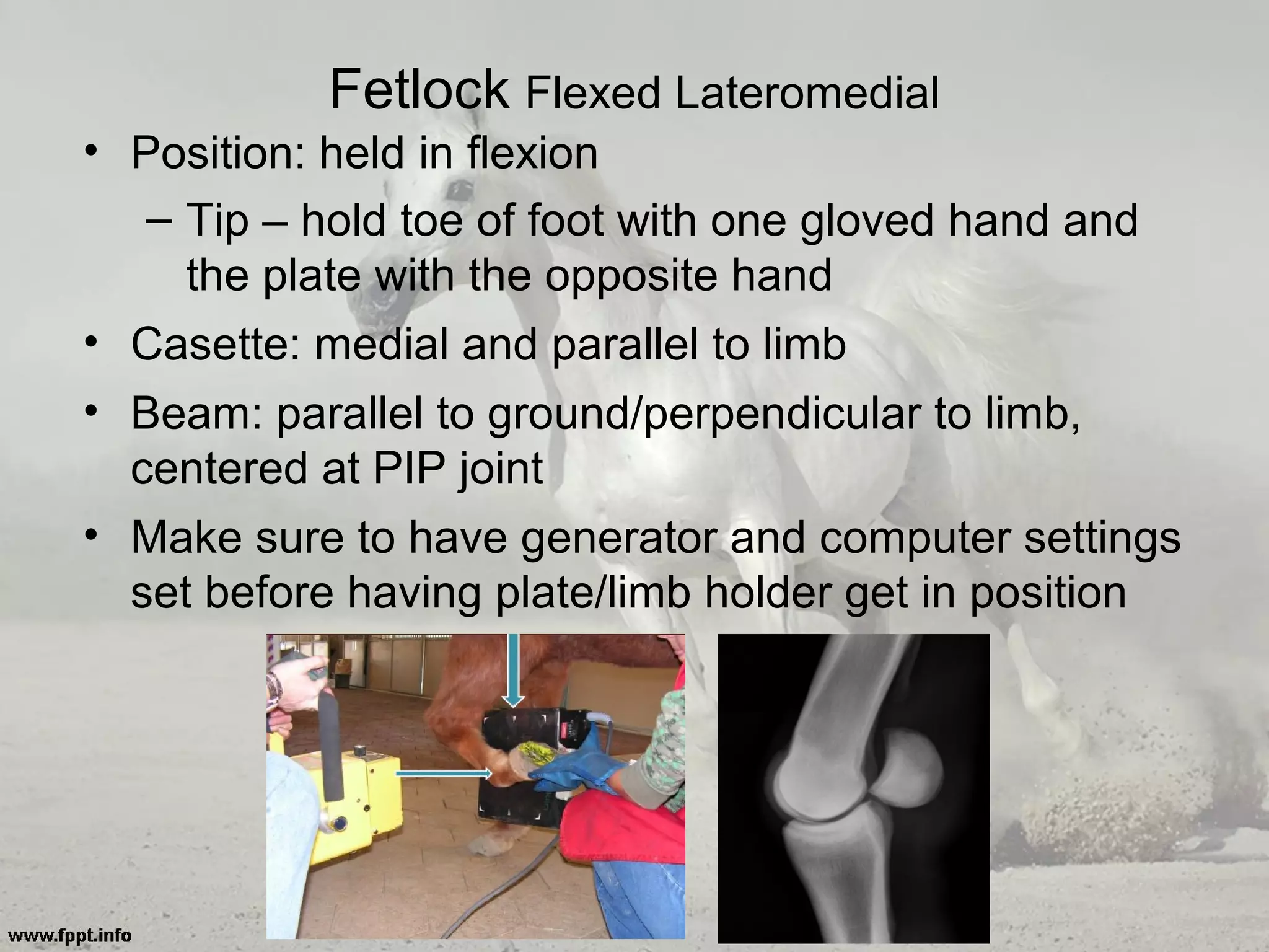 Equine Radiography Positioning Techniques & Tips for Acquiring Good Images PPT