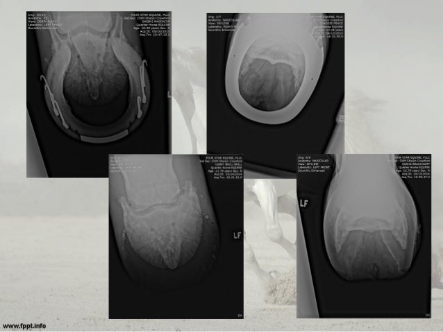 Equine Radiography: Positioning Techniques & Tips for Acquiring Good