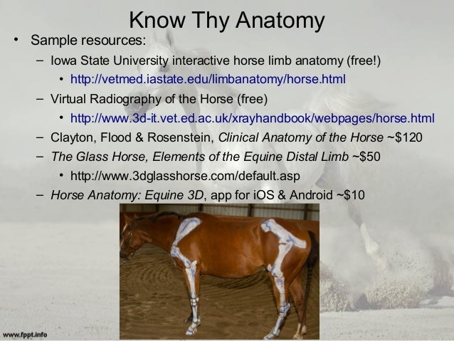 Equine Radiography: Positioning Techniques & Tips for Acquiring Good
