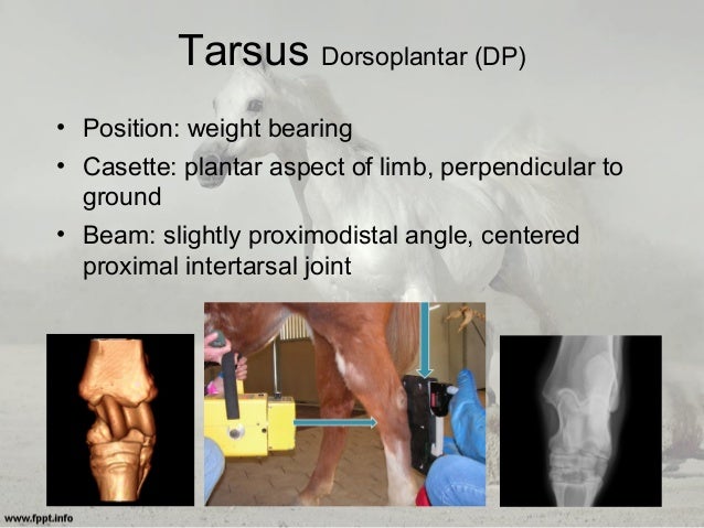 Equine Radiography: Positioning Techniques & Tips for Acquiring Good