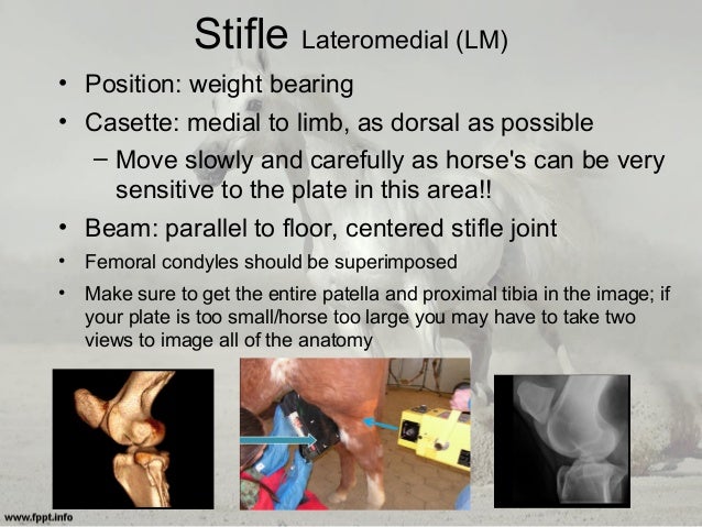 Equine Radiography: Positioning Techniques & Tips for Acquiring Good