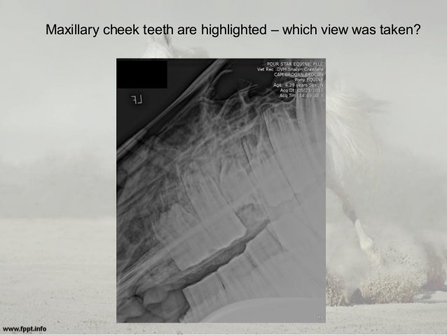 Equine Radiography: Positioning Techniques &amp; Tips for ...
