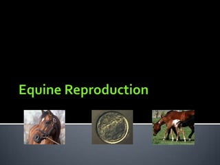 Equine Reproduction 