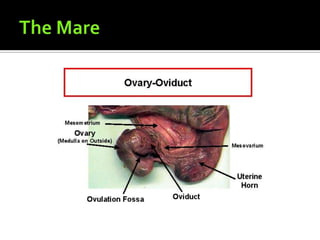 The Mare