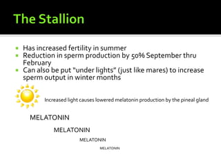 The StallionHas increased fertility in summerReduction in sperm production by 50% September thru FebruaryCan also be put “under lights” (just like mares) to increase sperm output in winter monthsIncreased light causes lowered melatonin production by the pineal glandMELATONINMELATONINMELATONINMELATONIN