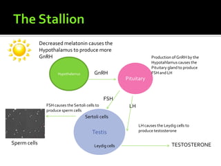 The StallionDecreased melatonin causes the Hypothalamus to produce more GnRHProduction of GnRH by the Hypotahlamus causes the Pituitary gland to produce FSH and LHHypothalamusPituitaryGnRHFSHLHFSH causes the Sertoli cells to produce sperm cellsTestisSertoli cellsLH causes the Leydig cells to produce testosteroneSperm cellsTESTOSTERONELeydig cells