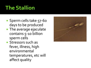 The StallionSperm cells take 57-60 days to be producedThe average ejaculate contains 5-10 billion sperm cellsStressors such as fever, illness, high environmental temperatures, etc will affect quality