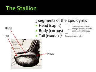 The Stallion3 segments of the EpididymisHead (caput)Body (corpus)Tail (cauda)Spermatozoa undergo changes allowing them to swim and fertilize eggsBodyTailStorage of sperm cellsHead