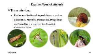 Equine Rickettsial Diseases.pptx