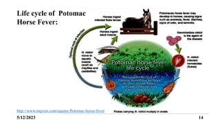 Equine Rickettsial Diseases.pptx