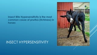 INSECT HYPERSENSITIVITY
Insect Bite Hypersensitivity is the most
common cause of pruritus (itchiness) in
horses
 