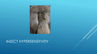 INSECT HYPERSENSITVITIY
 