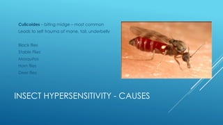 INSECT HYPERSENSITIVITY - CAUSES
Culicoides – biting midge – most common
Leads to self trauma of mane, tail, underbelly
Black flies
Stable Flies
Mosquitos
Horn flies
Deer flies
 