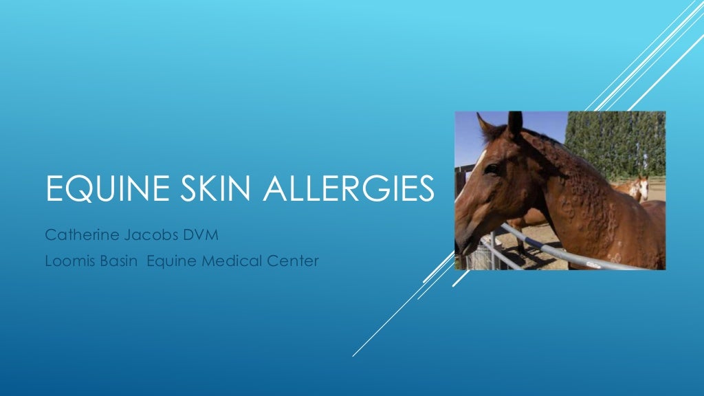 Equine skin allergies