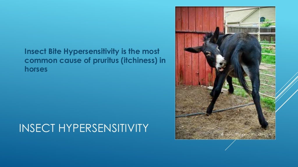 Equine skin allergies