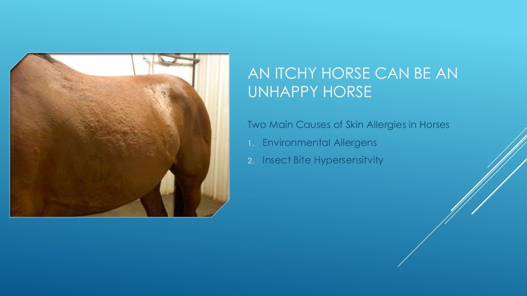 Equine skin allergies