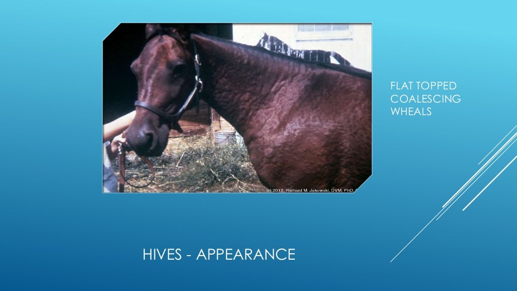 Equine skin allergies