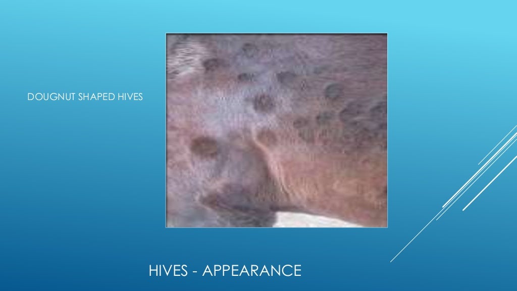 Equine skin allergies