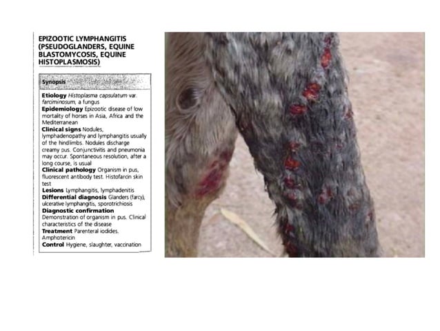 Equine skin lesion | PDF