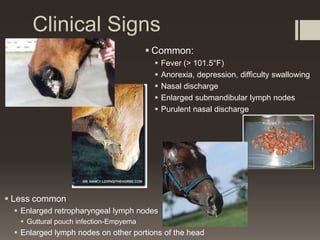 Clinical Signs
 Common:
 Fever (> 101.5°F)
 Anorexia, depression, difficulty swallowing
 Nasal discharge
 Enlarged submandibular lymph nodes
 Purulent nasal discharge
 Less common
 Enlarged retropharyngeal lymph nodes
 Guttural pouch infection-Empyema
 Enlarged lymph nodes on other portions of the head
 