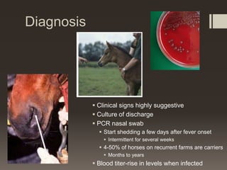 Diagnosis
 Clinical signs highly suggestive
 Culture of discharge
 PCR nasal swab
 Start shedding a few days after fever onset
 Intermittent for several weeks
 4-50% of horses on recurrent farms are carriers
 Months to years
 Blood titer-rise in levels when infected
 