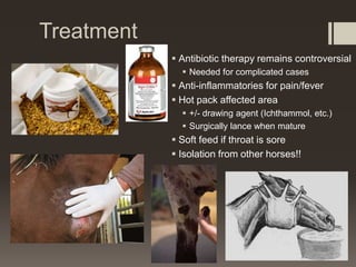 Treatment
 Antibiotic therapy remains controversial
 Needed for complicated cases
 Anti-inflammatories for pain/fever
 Hot pack affected area
 +/- drawing agent (Ichthammol, etc.)
 Surgically lance when mature
 Soft feed if throat is sore
 Isolation from other horses!!
 