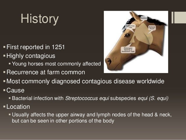 What Causes Swollen Glands In Horses