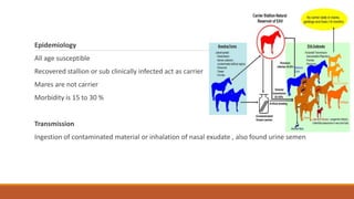 Epidemiology
All age susceptible
Recovered stallion or sub clinically infected act as carrier
Mares are not carrier
Morbidity is 15 to 30 %
Transmission
Ingestion of contaminated material or inhalation of nasal exudate , also found urine semen
 