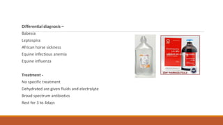 Differential diagnosis –
Babesia
Leptospira
African horse sickness
Equine infectious anemia
Equine influenza
Treatment -
No specific treatment
Dehydrated are given fluids and electrolyte
Broad spectrum antibiotics
Rest for 3 to 4days
 