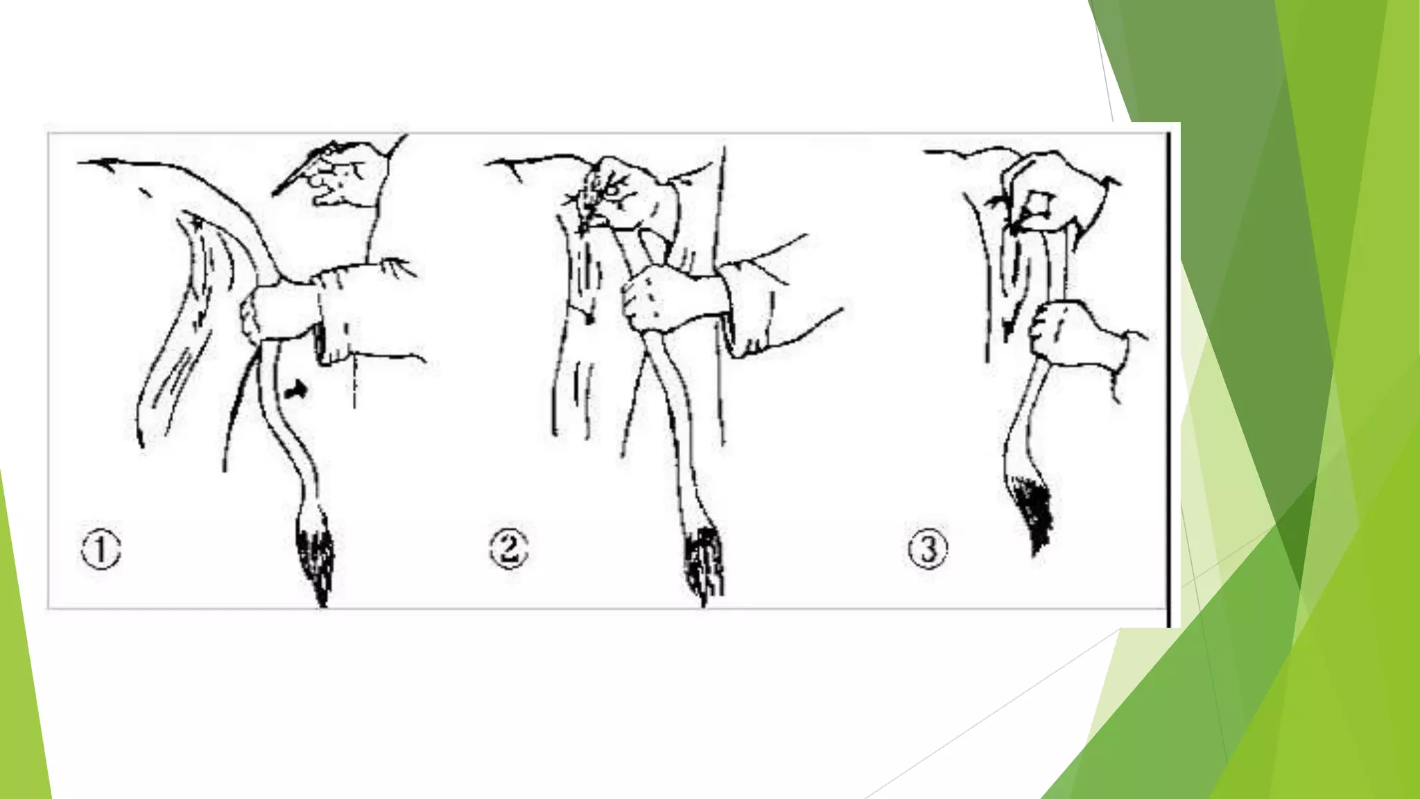 Equine vitaL signs PPT Free Download