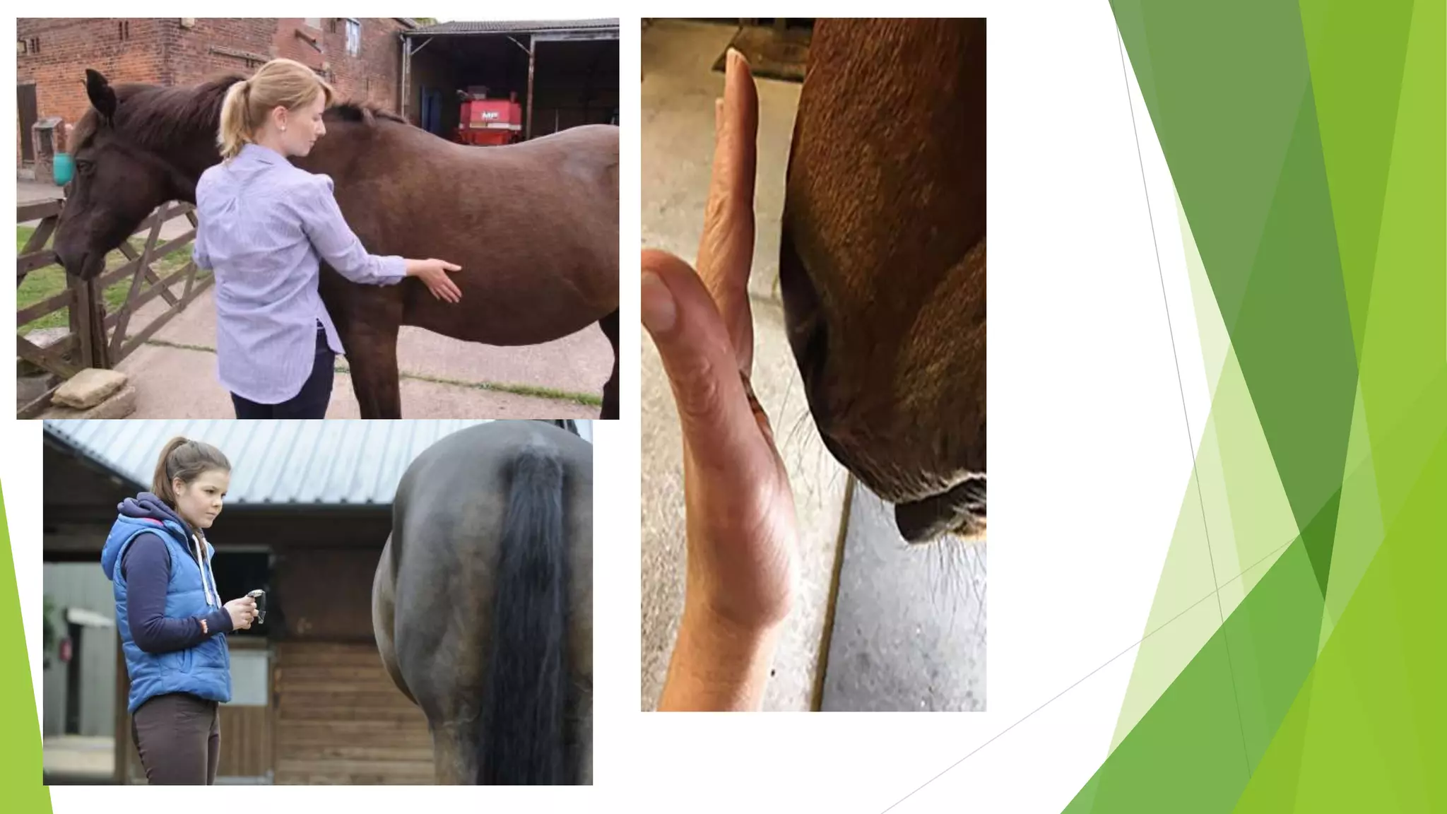 Equine vitaL signs PPT Free Download