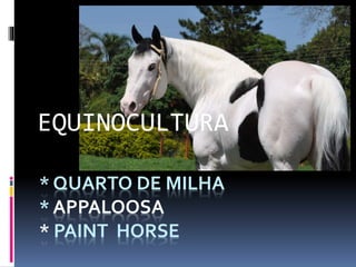 EQUINOCULTURA 
* QUARTO DE MILHA 
* APPALOOSA 
* PAINT HORSE 
 