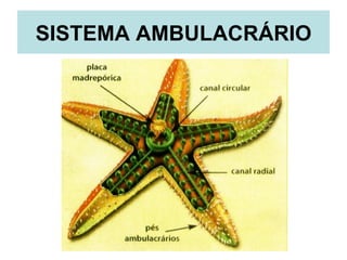 SISTEMA AMBULACRÁRIO
 