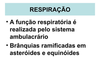 RESPIRAÇÃO
• A função respiratória é
  realizada pelo sistema
  ambulacrário
• Brânquias ramificadas em
  asteróides e equinóides
 
