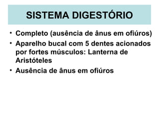 SISTEMA DIGESTÓRIO
• Completo (ausência de ânus em ofiúros)
• Aparelho bucal com 5 dentes acionados
  por fortes músculos: Lanterna de
  Aristóteles
• Ausência de ânus em ofiúros
 