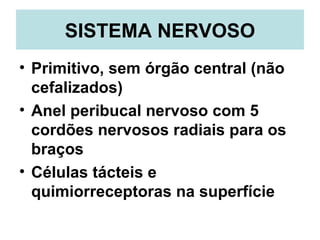 SISTEMA NERVOSO
• Primitivo, sem órgão central (não
  cefalizados)
• Anel peribucal nervoso com 5
  cordões nervosos radiais para os
  braços
• Células tácteis e
  quimiorreceptoras na superfície
 