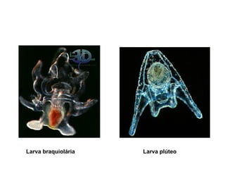Larva braquiolária   Larva plúteo
 