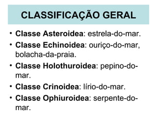 CLASSIFICAÇÃO GERAL
• Classe Asteroidea: estrela-do-mar.
• Classe Echinoidea: ouriço-do-mar,
  bolacha-da-praia.
• Classe Holothuroidea: pepino-do-
  mar.
• Classe Crinoidea: lírio-do-mar.
• Classe Ophiuroidea: serpente-do-
  mar.
 