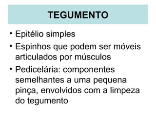 TEGUMENTO
• Epitélio simples
• Espinhos que podem ser móveis
  articulados por músculos
• Pedicelária: componentes
  semelhantes a uma pequena
  pinça, envolvidos com a limpeza
  do tegumento
 