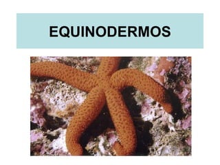 Equinodermos Slide 1